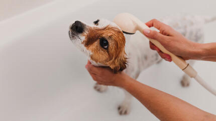 Ο σκύλος ποτίζεται από το ντους στο μπάνιο