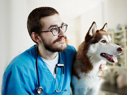 Vet with Husky