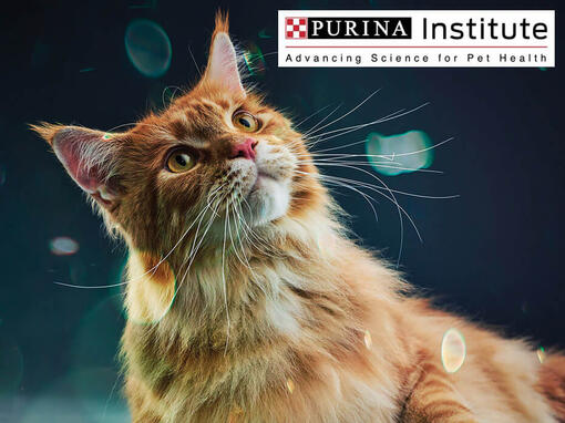 Ινστιτούτο Purina και καινοτομία