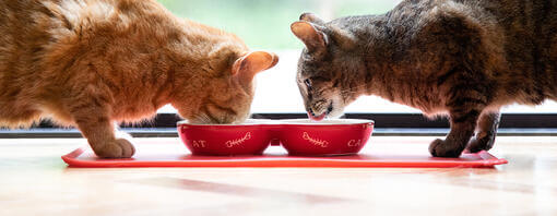 Δύο γάτες που τρώνε από ένα κόκκινο μπολ