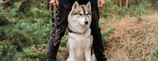 Dog standing with owner in woods