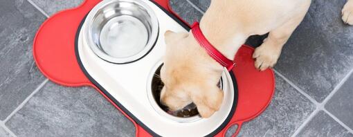 Dog eating from bowl