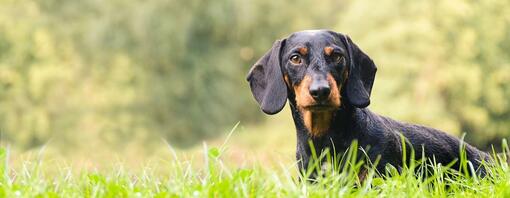 Dachshund στο γρασίδι