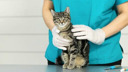 κτηνίατρος που κρατά νεαρό γατάκι