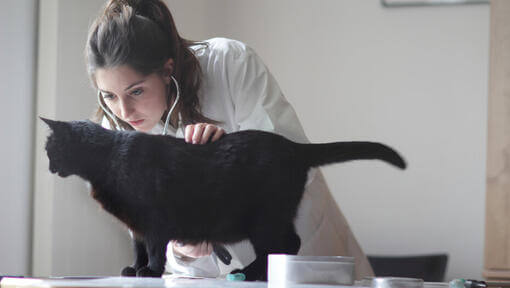 Μαύρη γάτα που εξετάζεται από κτηνίατρο