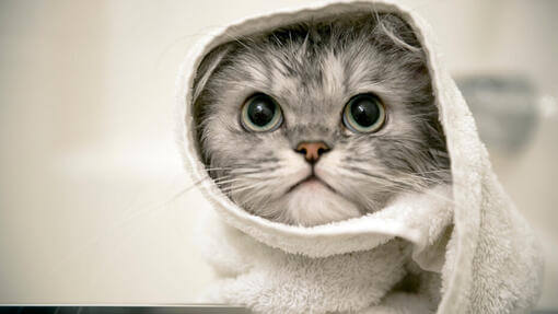Γκρι γατάκι τυλιγμένο σε μια πετσέτα
