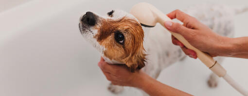Ο σκύλος ποτίζεται από το ντους στο μπάνιο